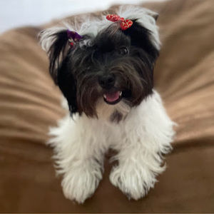 Meet your Posher, Sherry